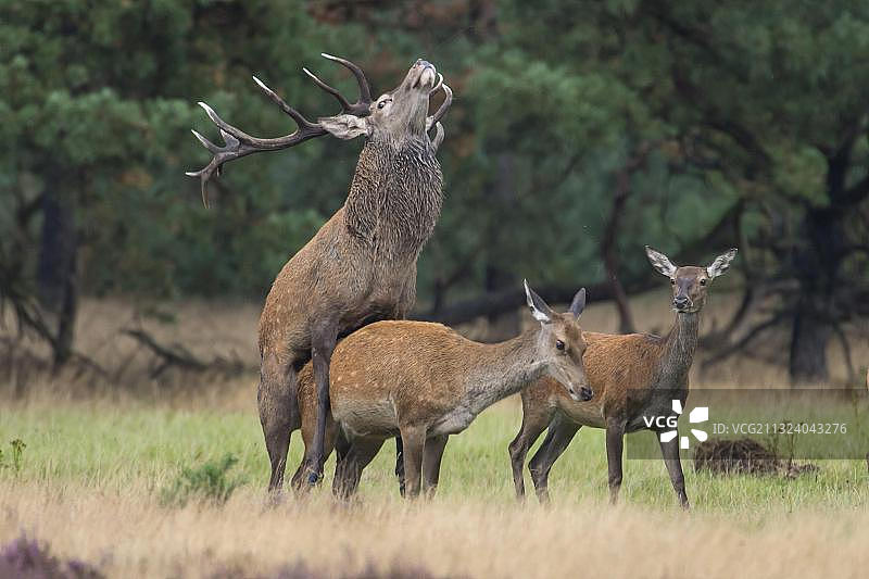 荷兰霍格·费吕沃国家公园的赤鹿（Cervus elaphus）夫妇交配图片素材