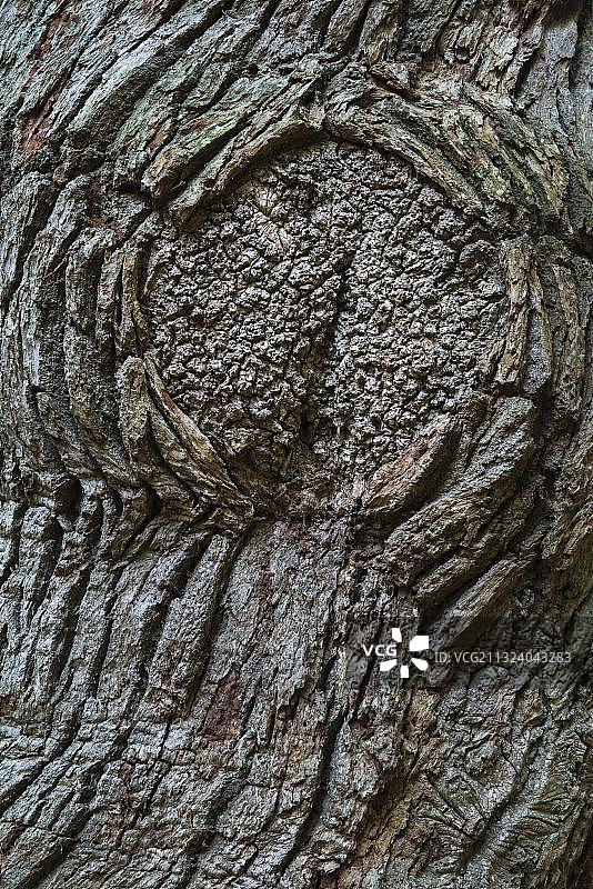 哈斯布鲁赫丛林中的橡树细节，德国下萨克森州图片素材