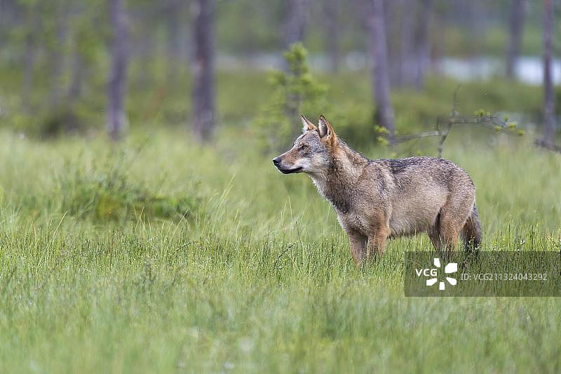 灰狼（Canis lupus），卡累利阿，芬兰，欧洲图片素材