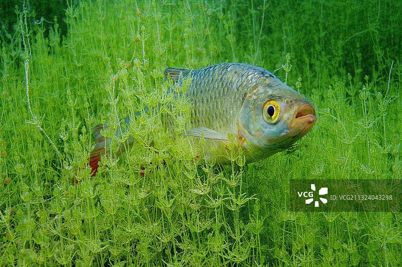 红眼鱼，德国巴登-符腾堡州图片素材