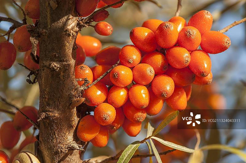 沙棘果，德国巴登-符腾堡图片素材