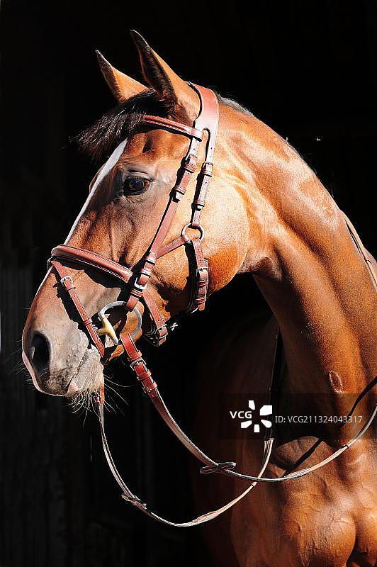 带ST笼头的德国温血马，德国骑乘马，笼头图片素材