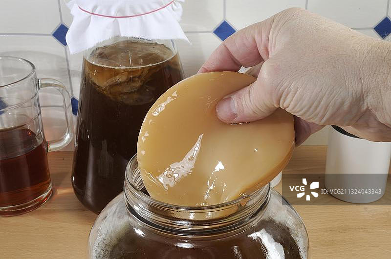 康普茶，茶菇图片素材