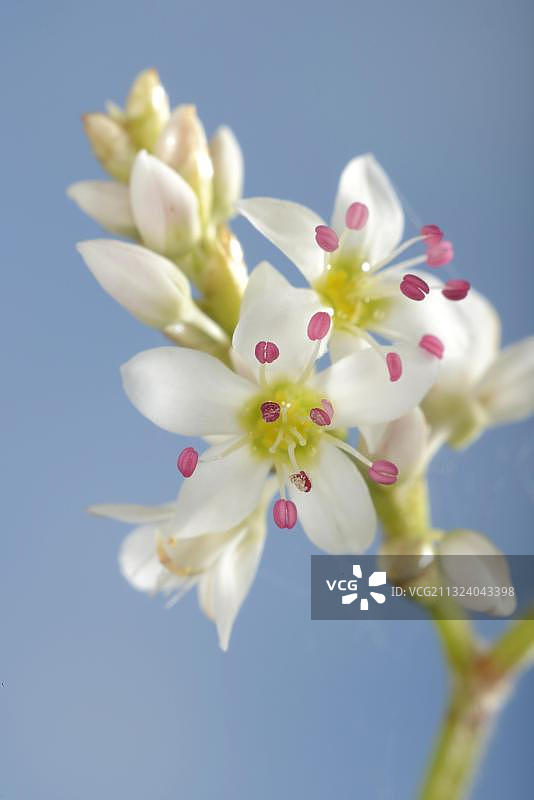 荞麦菜图片素材