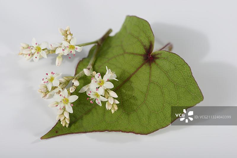 荞麦菜图片素材