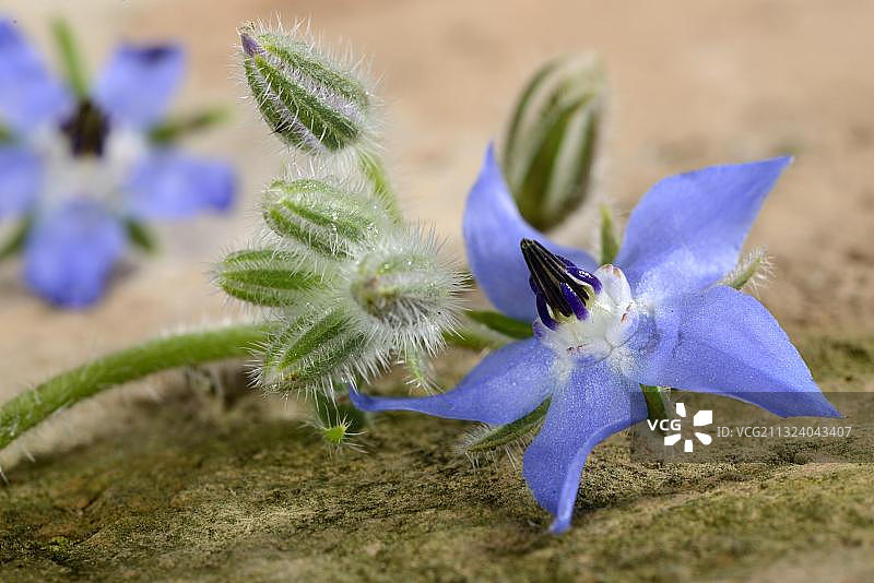 琉璃苣，黄瓜草本植物图片素材