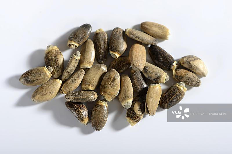 水飞蓟种子图片素材