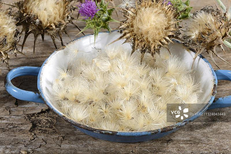 水飞蓟种子图片素材