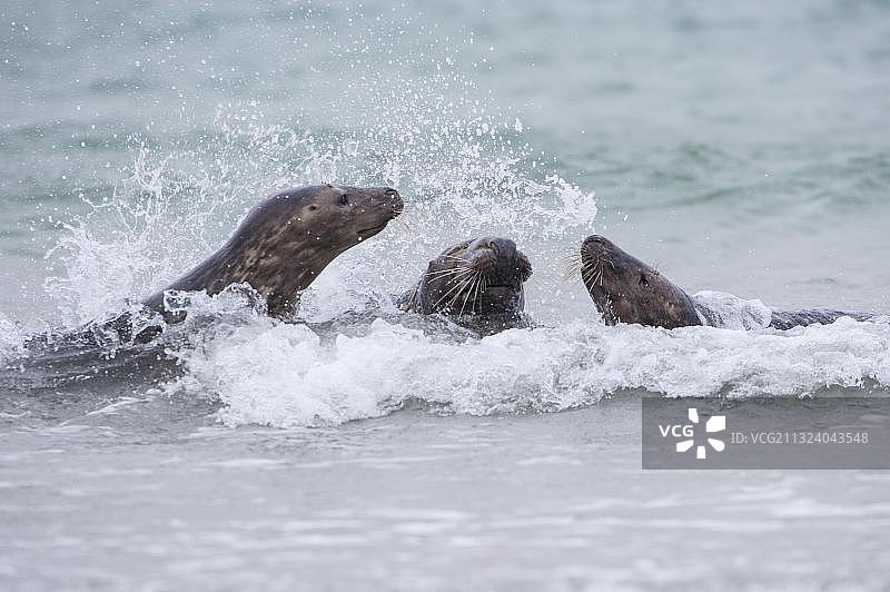 灰海豹，德国石勒苏益格-荷尔斯泰因州黑尔戈兰岛图片素材