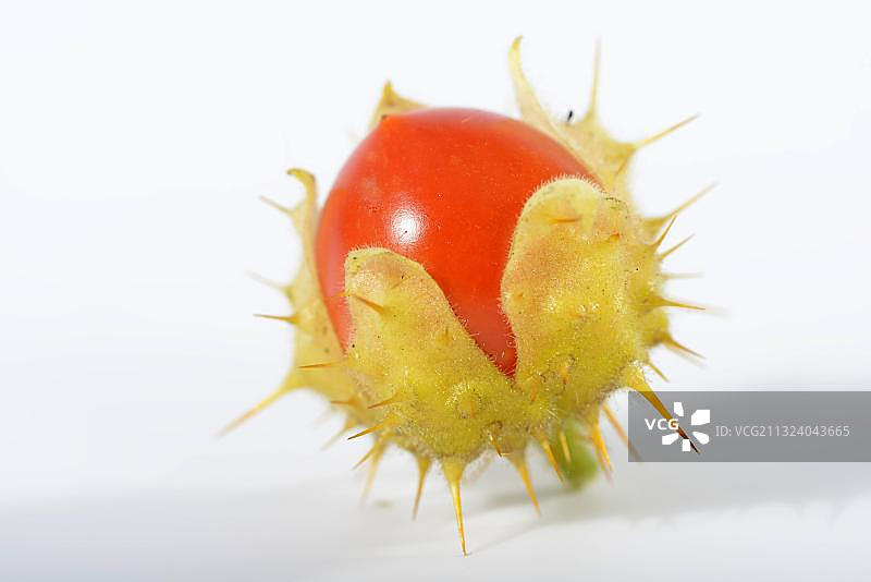 火与冰刺茄图片素材