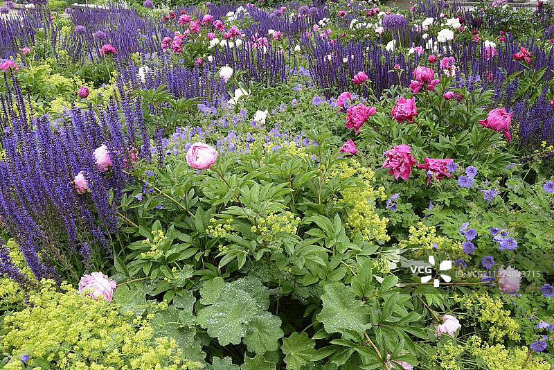 花坛、鼠尾草、欧洲牡丹、羽衣草，德国埃尔福特图片素材