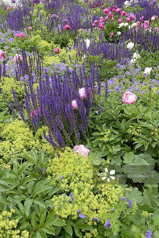 花坛、鼠尾草、欧洲牡丹、羽衣草，德国埃尔福特图片素材