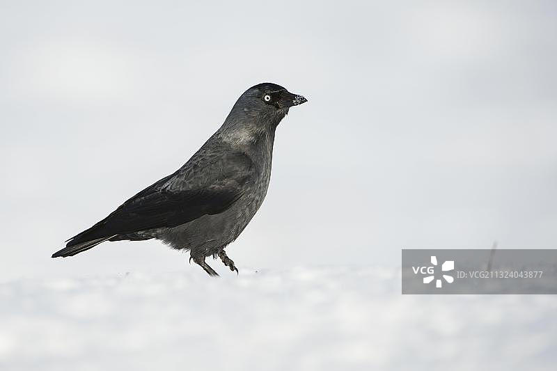 寒鸦图片素材