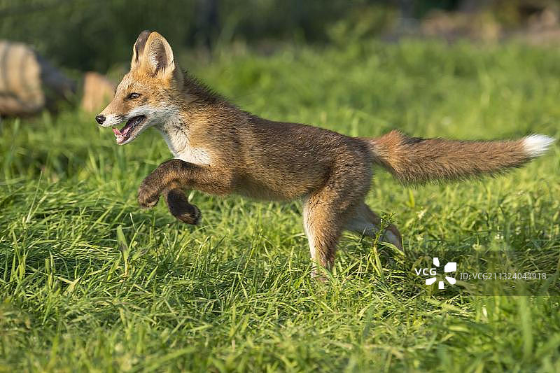 红狐，幼崽，德国下萨克森州图片素材