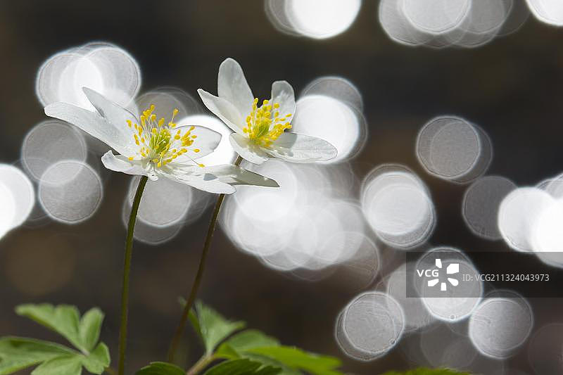 德国下萨克森的白头翁图片素材