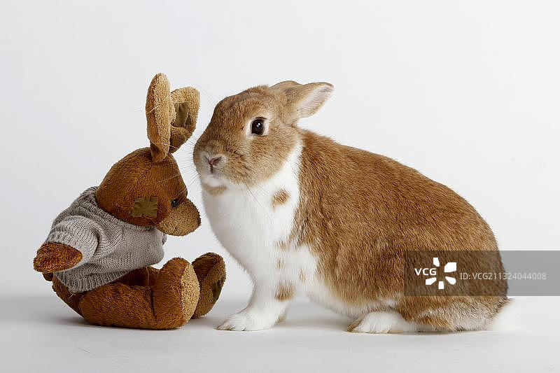 矮兔和毛绒玩具兔图片素材