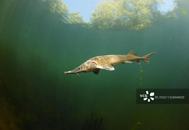 施氏鲟，德国巴登-符腾堡州图片素材