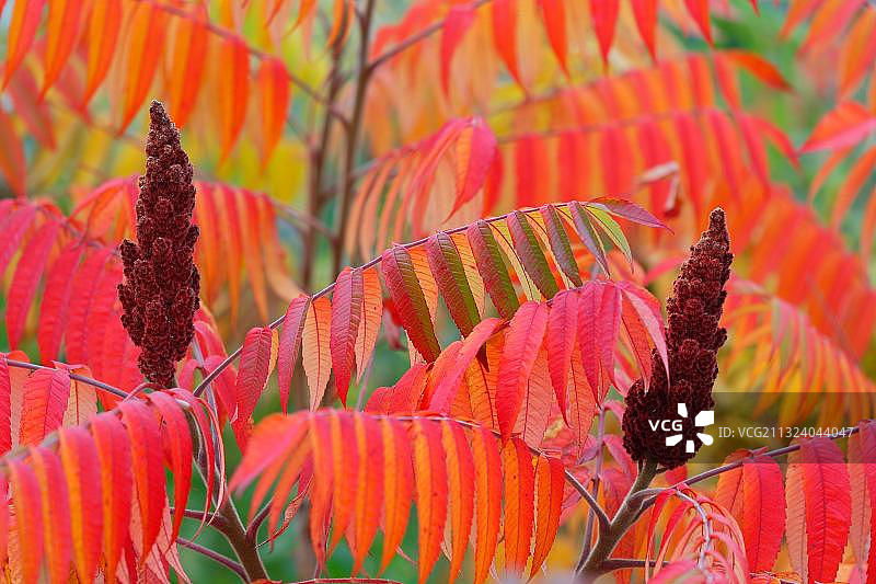 德国巴登-符腾堡州的鹿角漆树果实图片素材