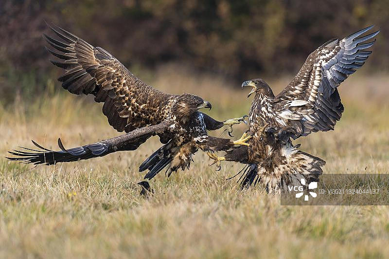欧洲波兰的白尾海雕图片素材
