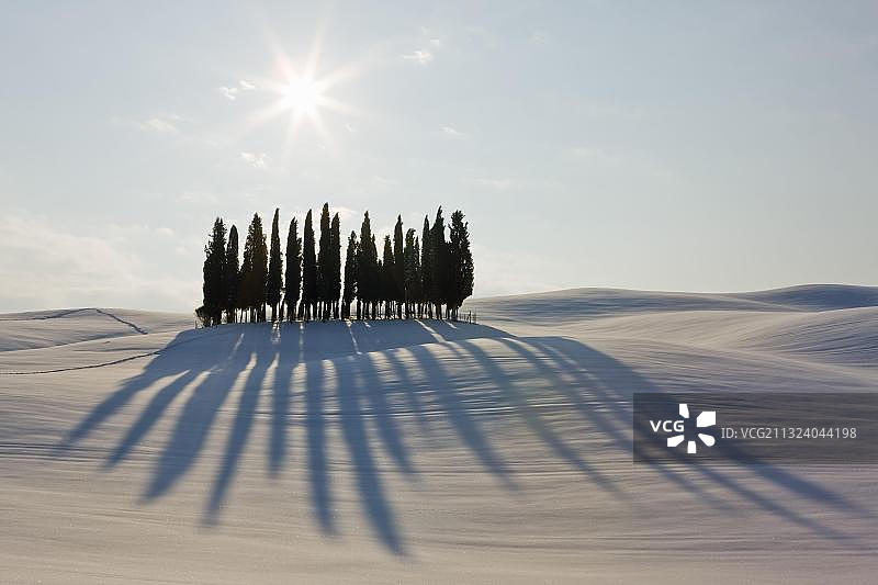 冬季景观中的柏树群，意大利托斯卡纳圣奎里科图片素材