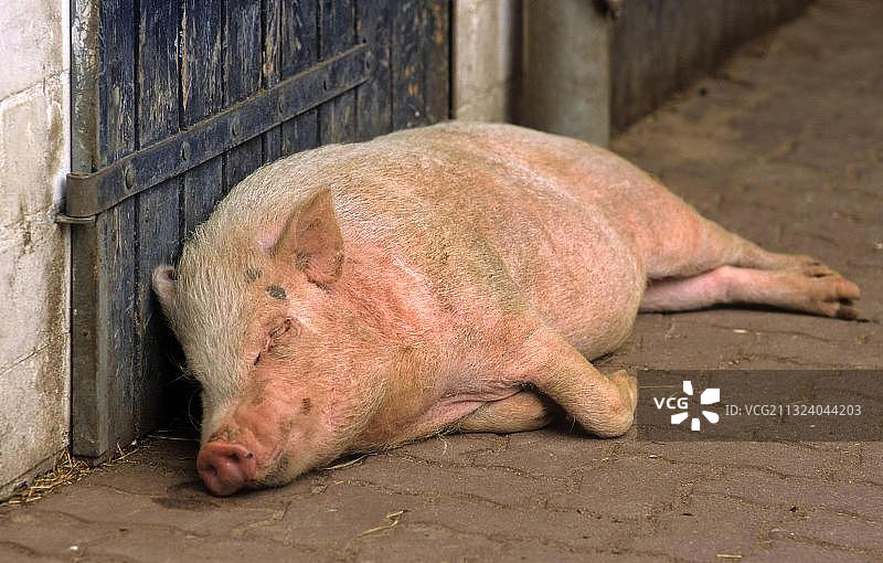 哥廷根迷你矮脚猪图片素材