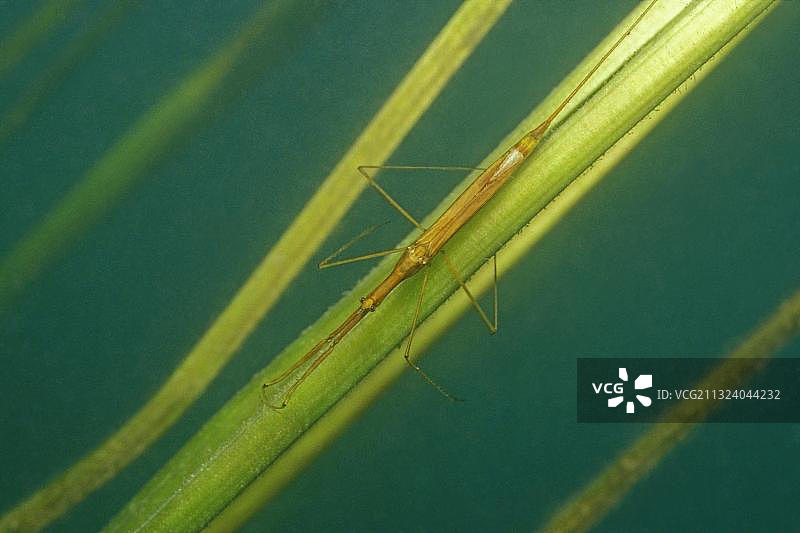 欧洲水蝎（Ranatra linearis），德国巴登-符腾堡图片素材