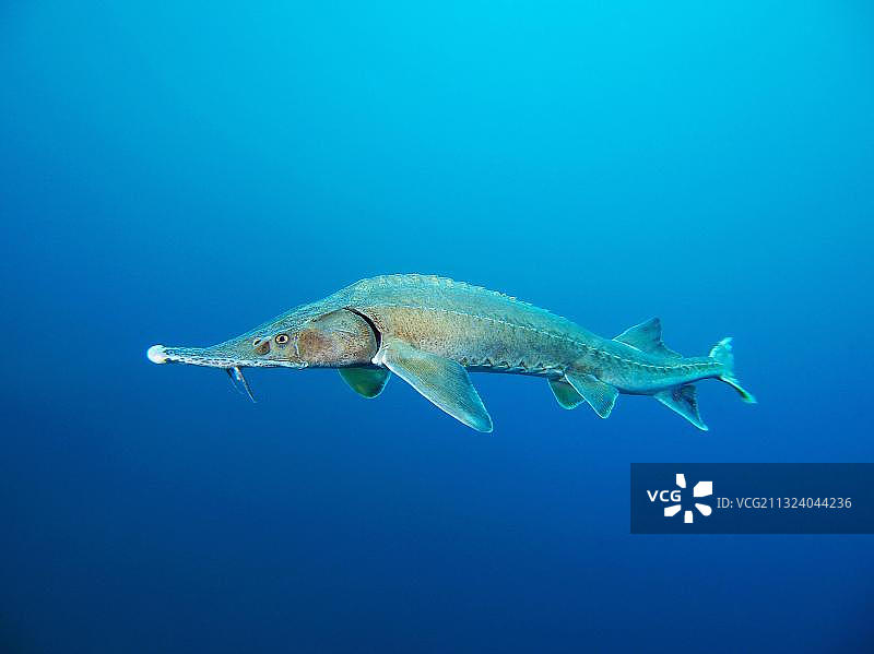 小体鲟（Acipenser ruthenus），图林根，德国，欧洲图片素材