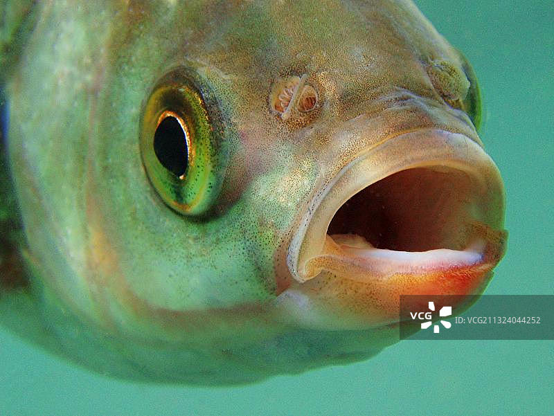 红眼鱼，德国巴登-符腾堡州图片素材