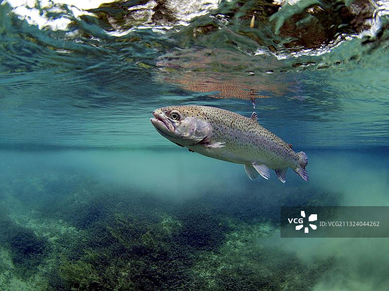 虹鳟鱼图片素材