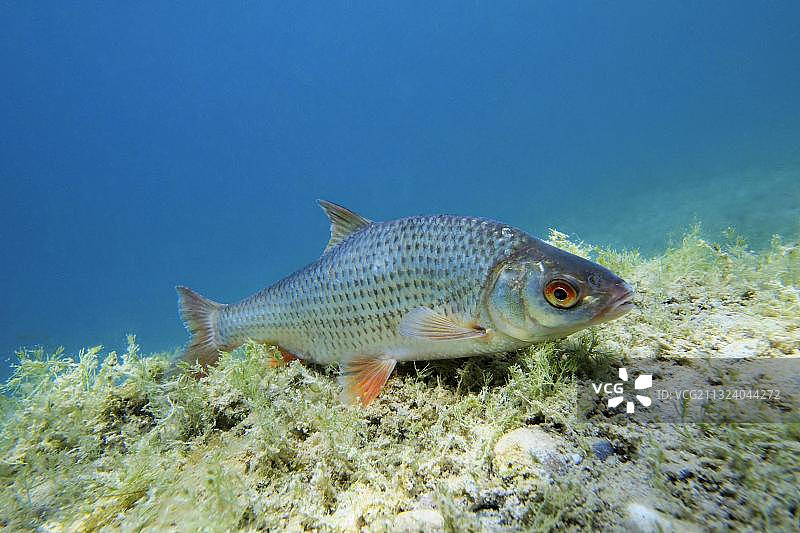 普通蟑螂图片素材