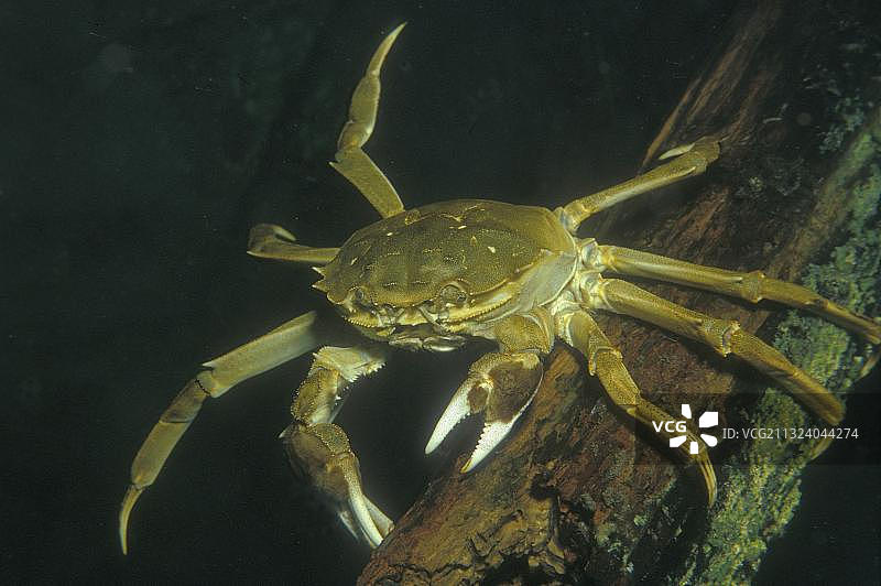 中华绒螯蟹图片素材