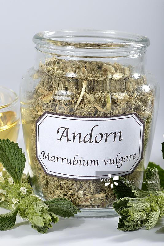 白夏至草图片素材