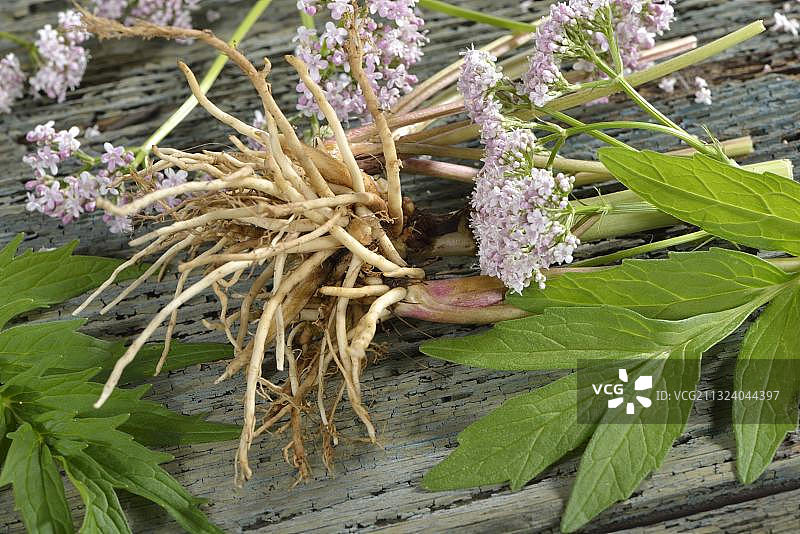 缬草（Valeriana officinalis）根、叶、花图片素材