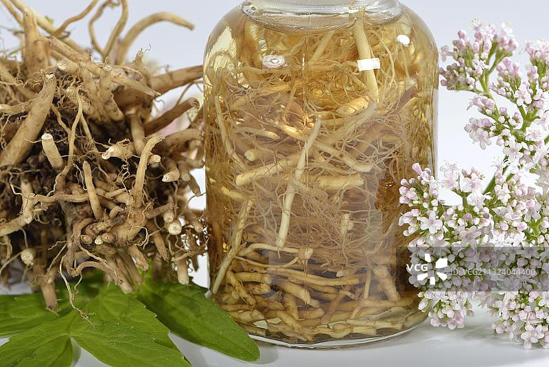 缬草（Valeriana officinalis）酊剂图片素材