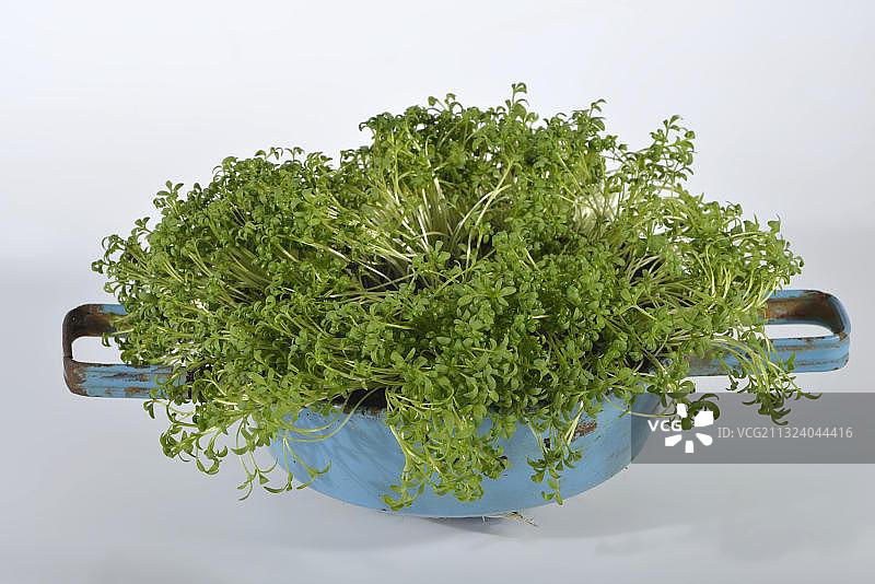 豆瓣菜图片素材