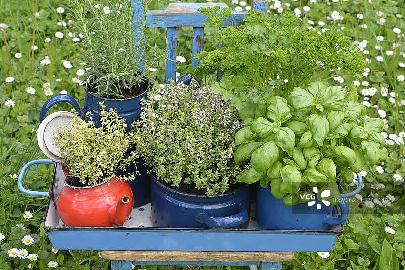 旧碗和杯子里的各种香草：欧芹、迷迭香、水芹、罗勒、百里香图片素材