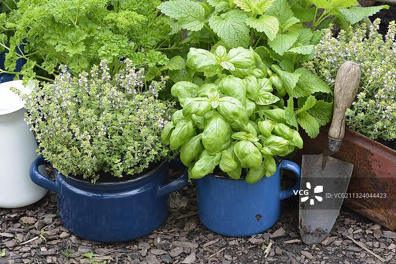 旧碗和杯子里的各种草药图片素材