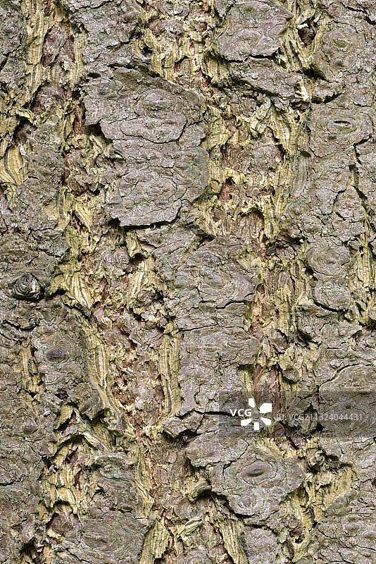 花旗松树皮、花旗松、花旗云杉(Pseudotsuga menziesii)图片素材