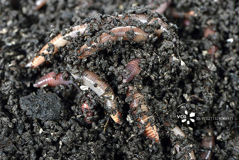 巨型红蚯蚓图片素材