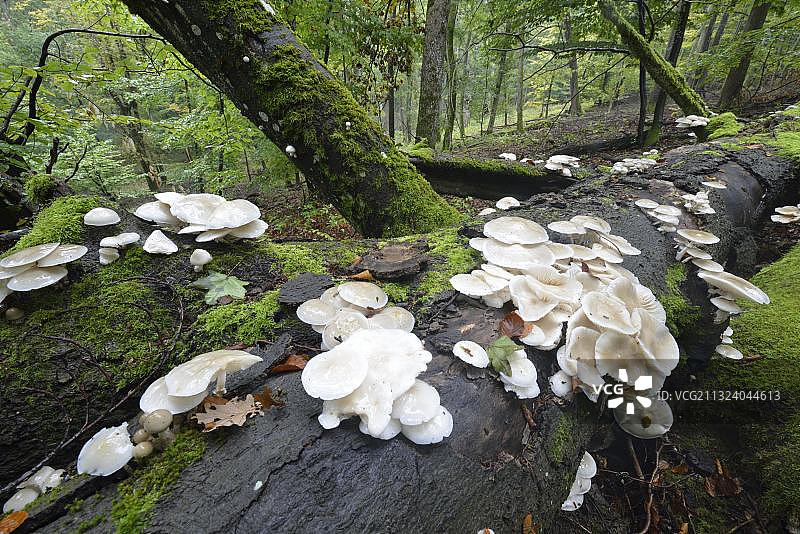 瓷真菌（胶柄小奥德蘑）图片素材