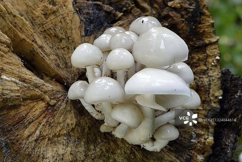 瓷真菌（胶柄小奥德蘑）图片素材