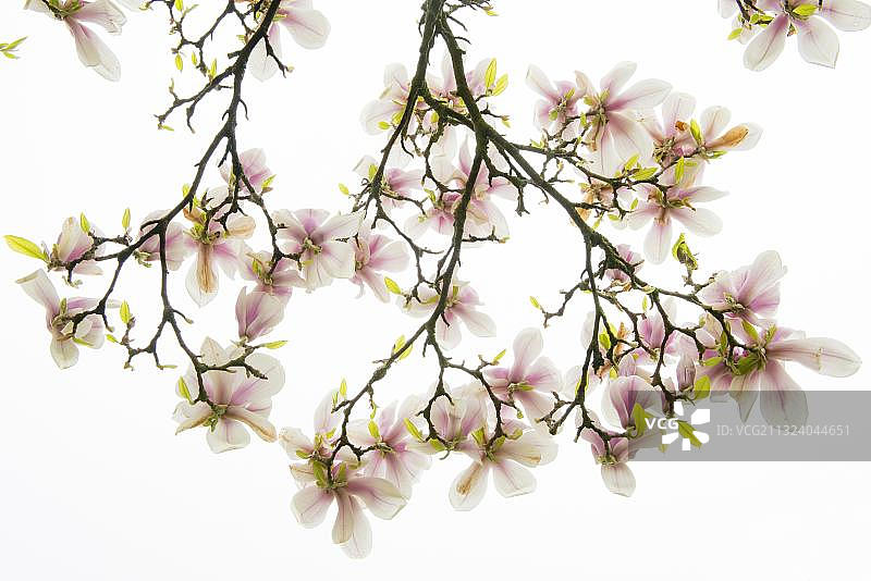 玉兰花图片素材