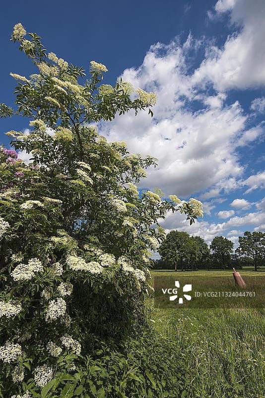 德国下萨克森的接骨木灌木图片素材