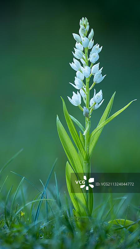 剑叶林鸟，德国下萨克森图片素材