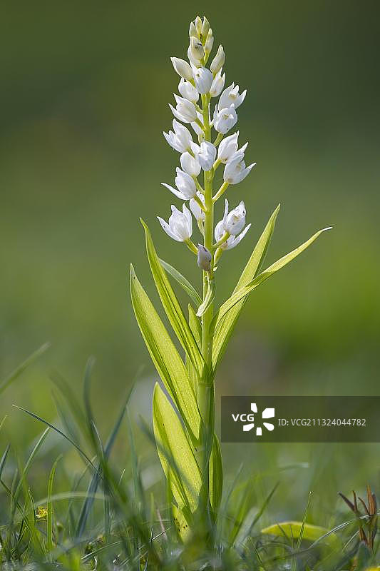 德国下萨克森的长叶头蕊兰图片素材
