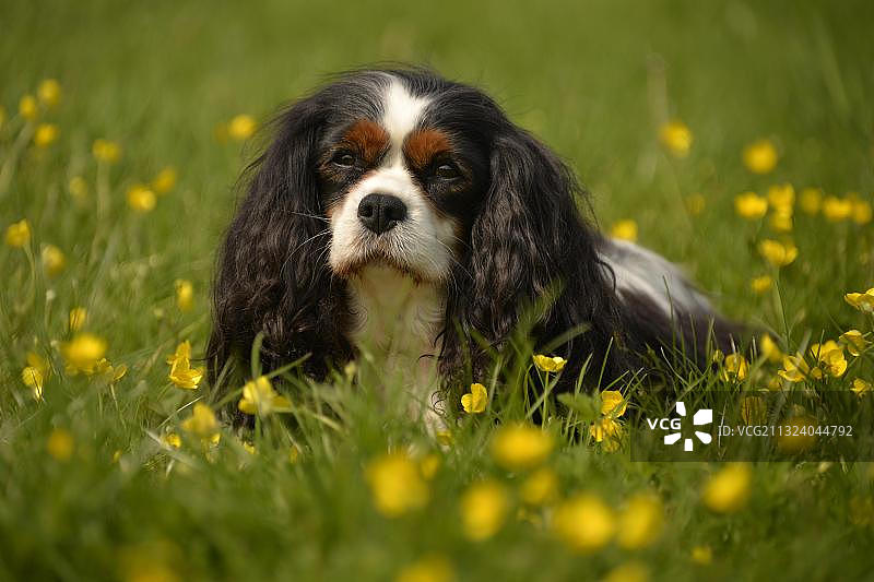 查理士王小猎犬，三色，母犬，成年图片素材
