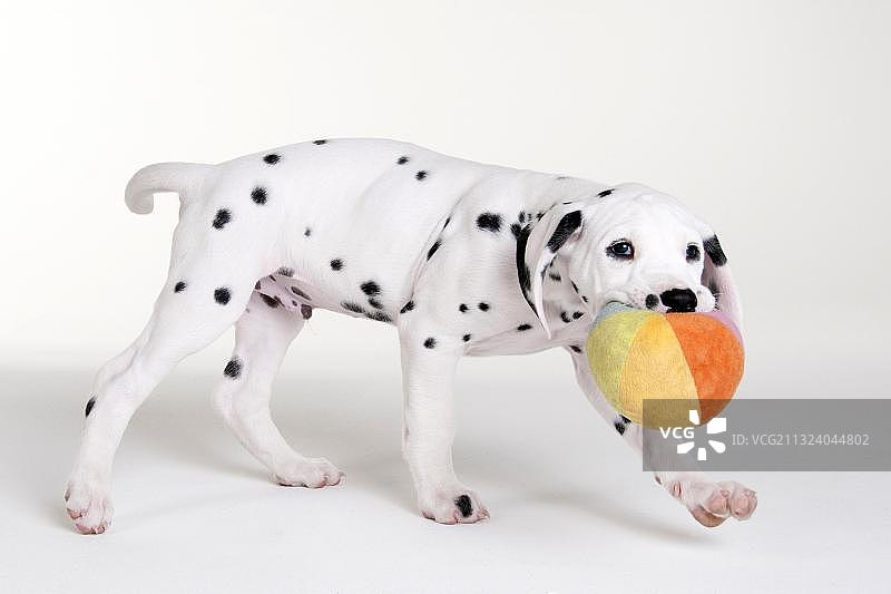 9周大的雄性斑点狗幼犬图片素材