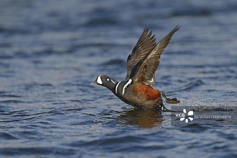 丑角鸭（小丑鸭），雄鸭，在冰岛拉萨河，欧洲图片素材
