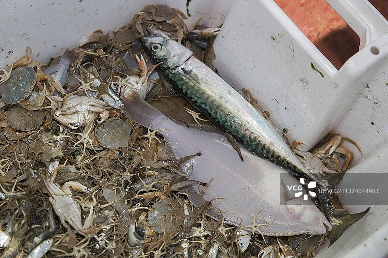 兼捕渔获物，鱼、虾、蟹，北海图片素材