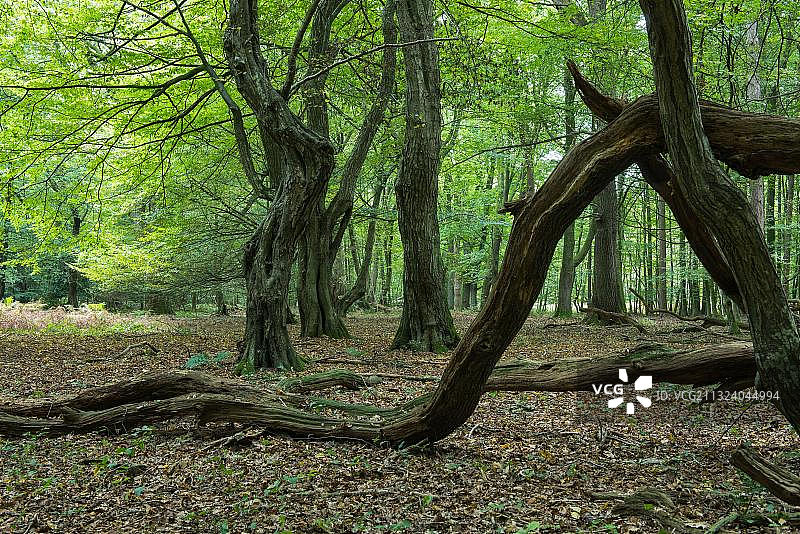 德国下萨克森州阿尔霍恩的丛林鲍姆韦格图片素材